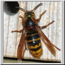 Dolichovespula media - Mittlere Wespe 04a 20mm Koenigin - beim Holzschaben Garten.jpg
